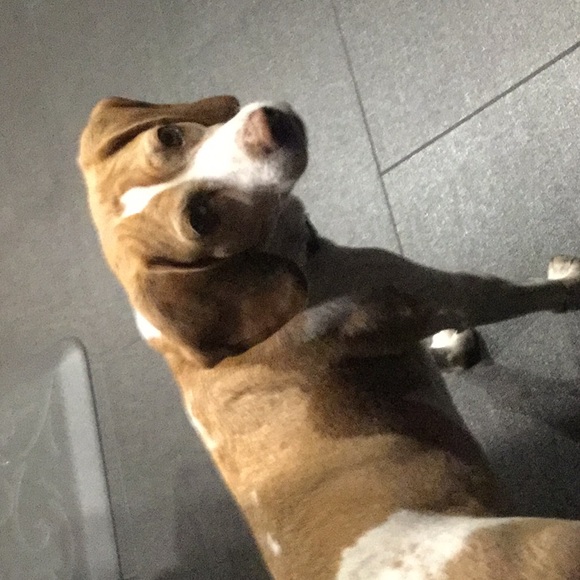 Meet your Posher, Hillary - Picture 1 of 2